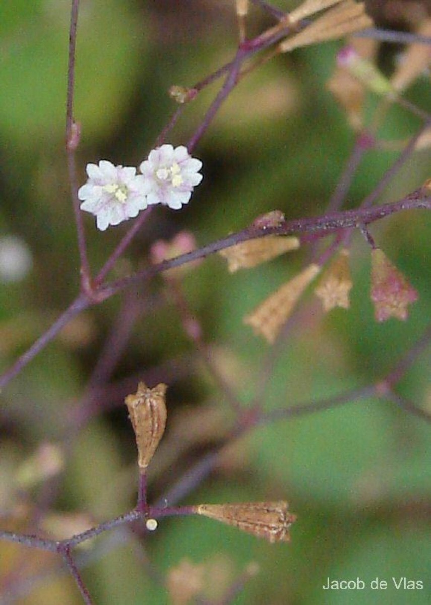 Boerhavia erecta L.